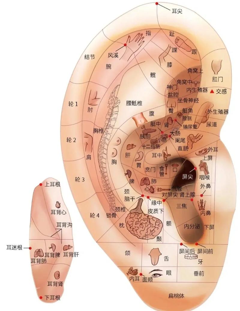 耳膜发炎按什么穴位